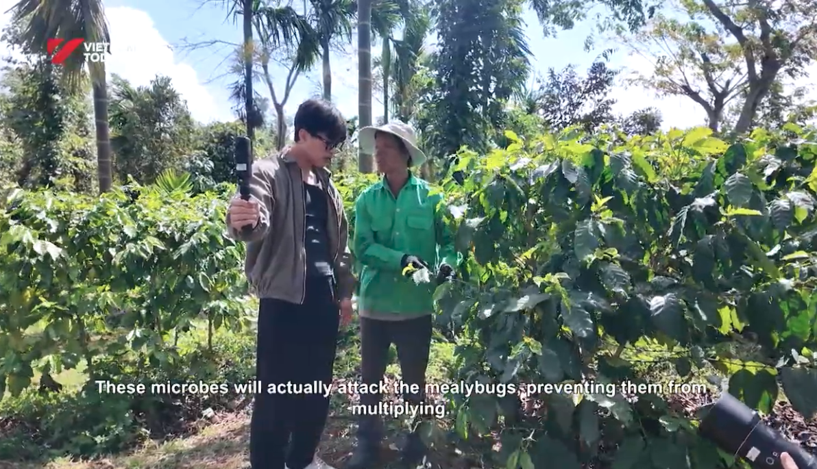 Screenshot of the Viet TV feature